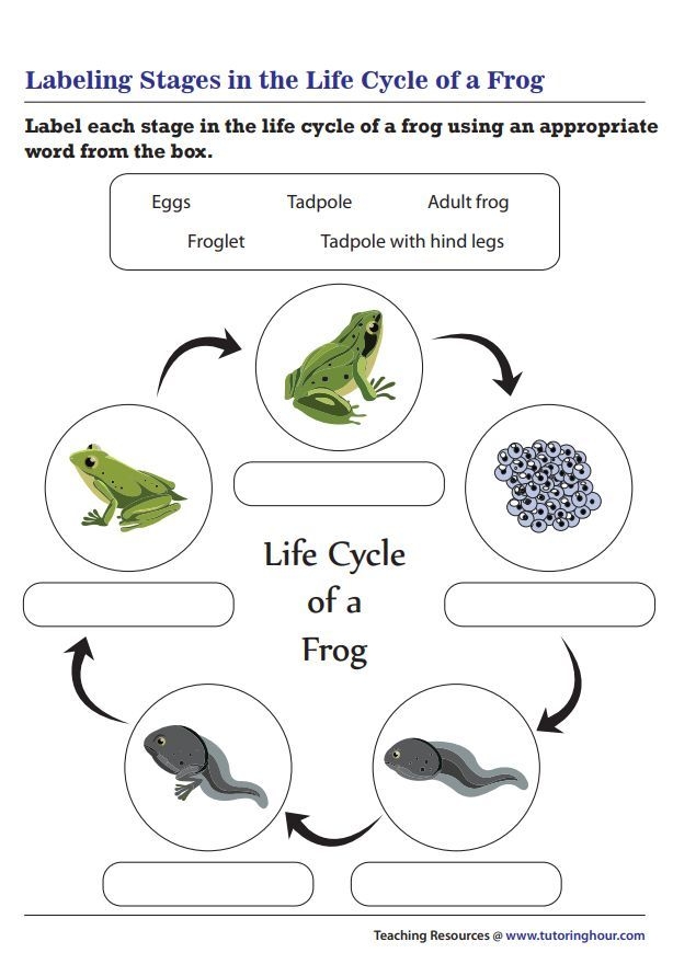 Third grade life science worksheet featuring a life cycle of a frog diagram for point of view practice