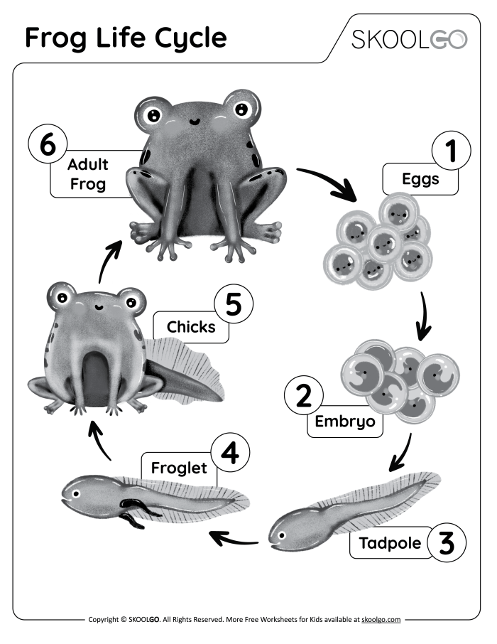 Worksheet for learning about the life cycle of a frog, designed for second graders. Engaging cut and paste activity to reinforce understanding of frog development.