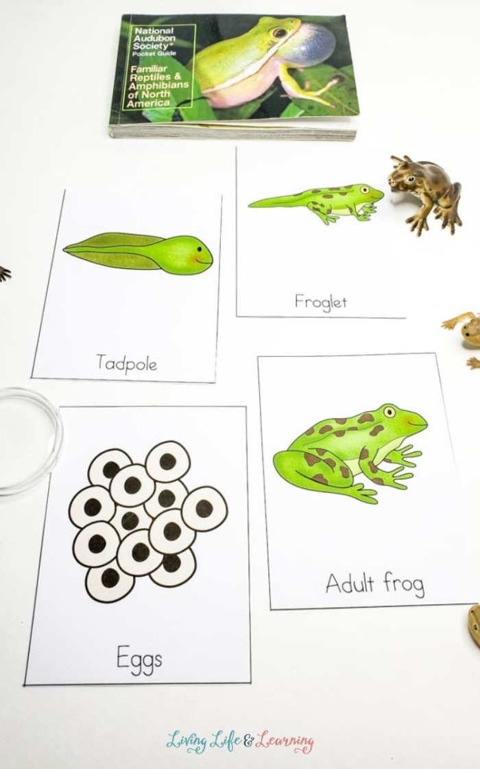 Life Cycle of a Frog Worksheet for Second Graders Diagram illustrating the stages of a frog's life cycle for educational purposes