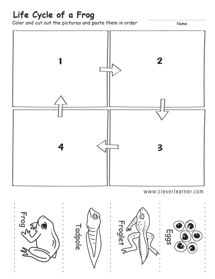 Life Cycle of a Frog Worksheet - Image 12 Diagram illustrating the life cycle of a frog for second graders studying amphibians