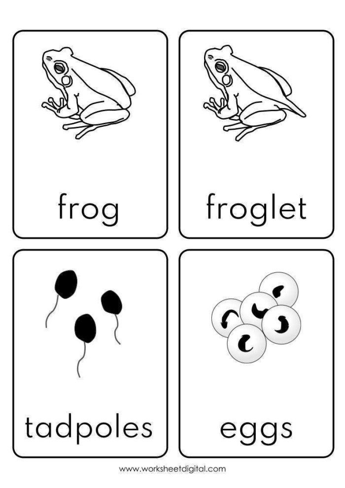 Life Cycle of a Frog Worksheet for Second Grade Science Diagram illustrating the life cycle stages of a frog for educational purposes