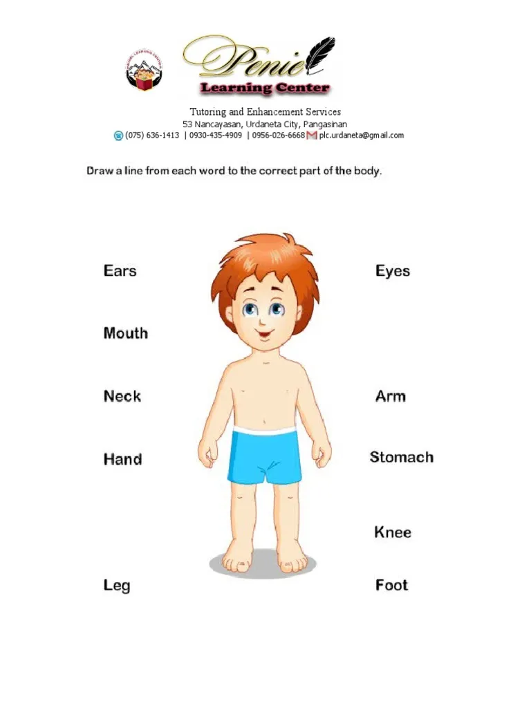 Engaging body parts worksheet for kindergarten learners Illustration of a fun worksheet for kids to learn human body parts