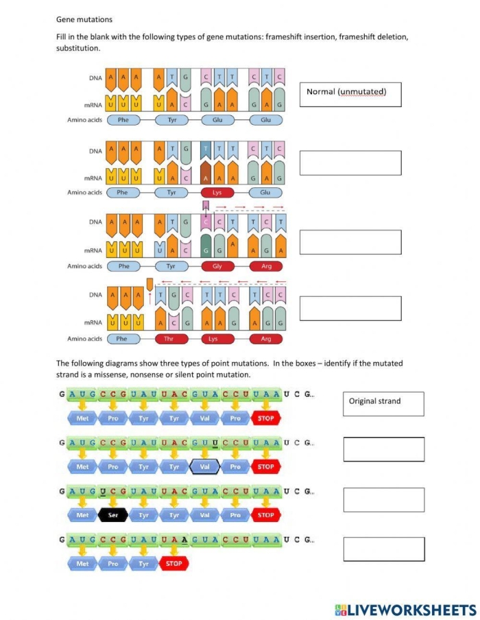 Sixth grade student reading a life science worksheet about how genetic mutations impact various organisms