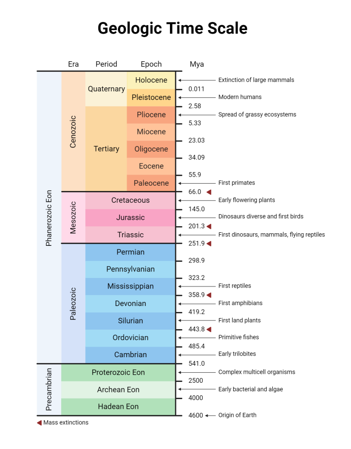 Geologic Time Scale Learning Activity for Middle School Science Sixth grade students learning about Earth's geological periods and fossil evidence on a geologic time scale worksheet
