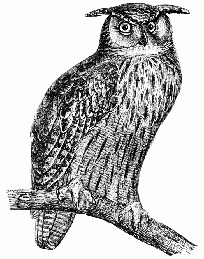 A colorful illustration of a Great Horned Owl perched on a pine branch for a third grade life science worksheet