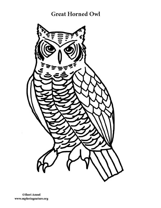Great Horned Owl worksheet featuring a detailed illustration of a tiger owl for third grade life science
