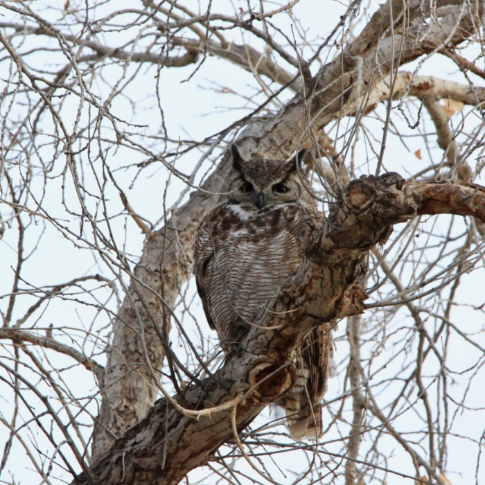 Great Horned Owl coloring and facts worksheet for third grade life science