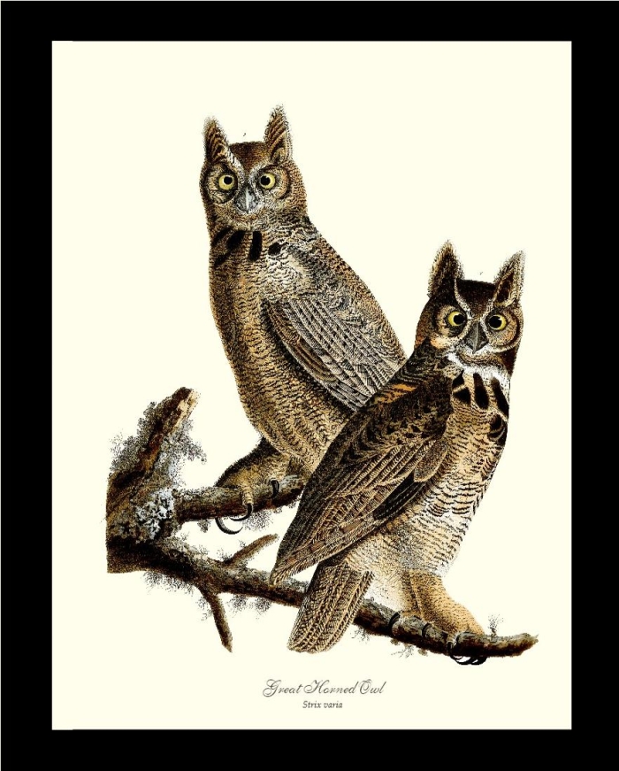 Great Horned Owl worksheet featuring a detailed illustration of the bird for third grade life science studies