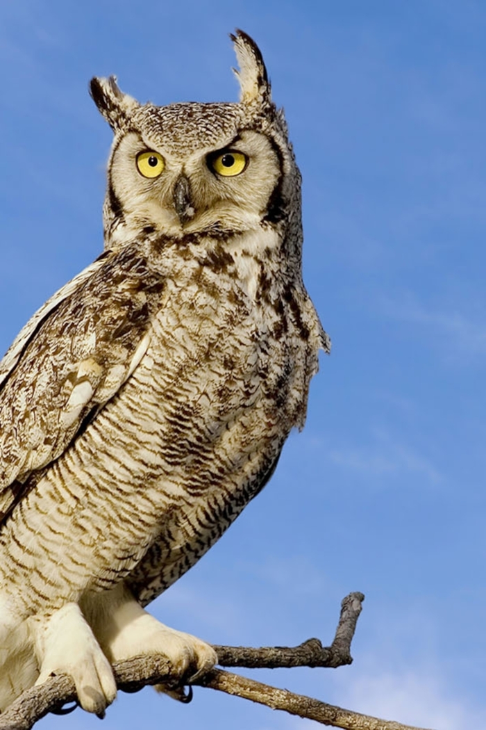 Great Horned Owl perched on a branch in Yellowstone National Park, showcasing its impressive size and features. Educational worksheet about the Great Horned Owl for third graders.