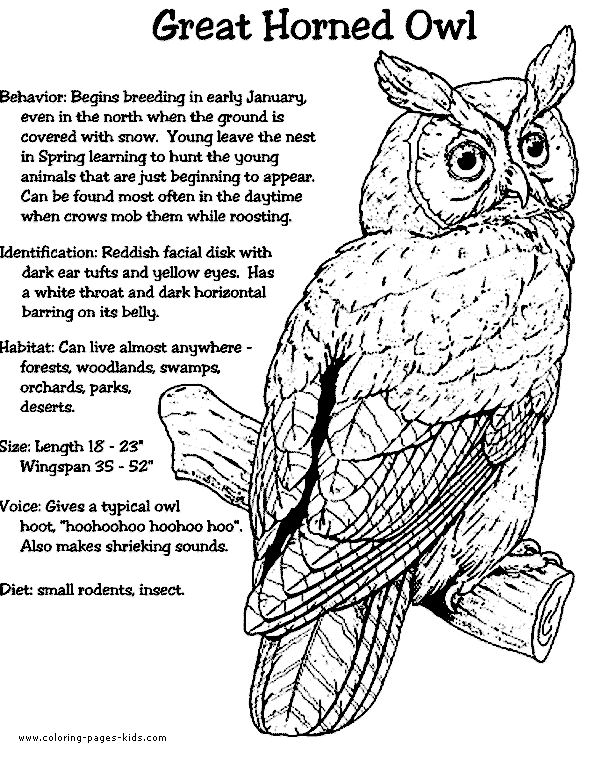 Third grade student worksheet featuring a detailed illustration of a great horned owl in Yellowstone