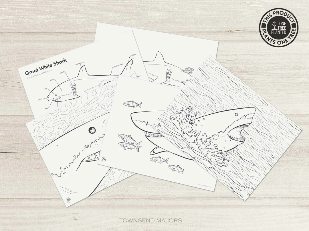 Color the Great White Shark worksheet featuring a friendly ocean predator illustration for preschoolers