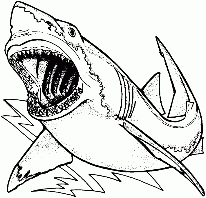 Coloring page of a great white shark for kids to color and learn about marine life