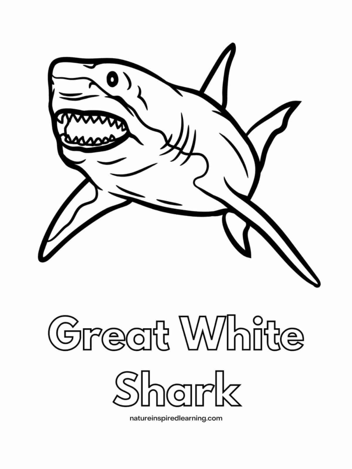 Coloring page of a great white shark for kids to enjoy