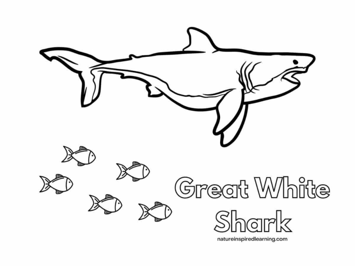 Coloring worksheet featuring a great white shark for preschool children