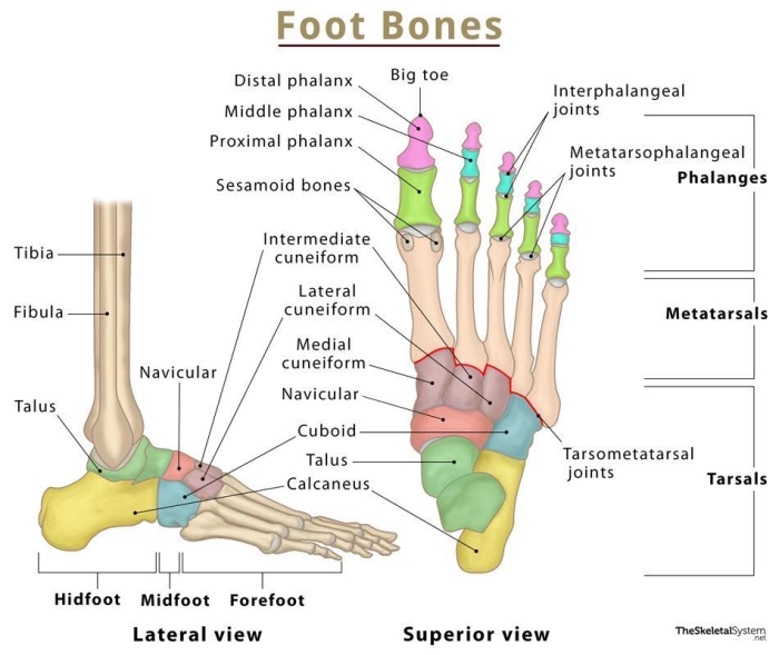 Fifth grade anatomy worksheet featuring a detailed diagram of the human hand and wrist bones for students to label