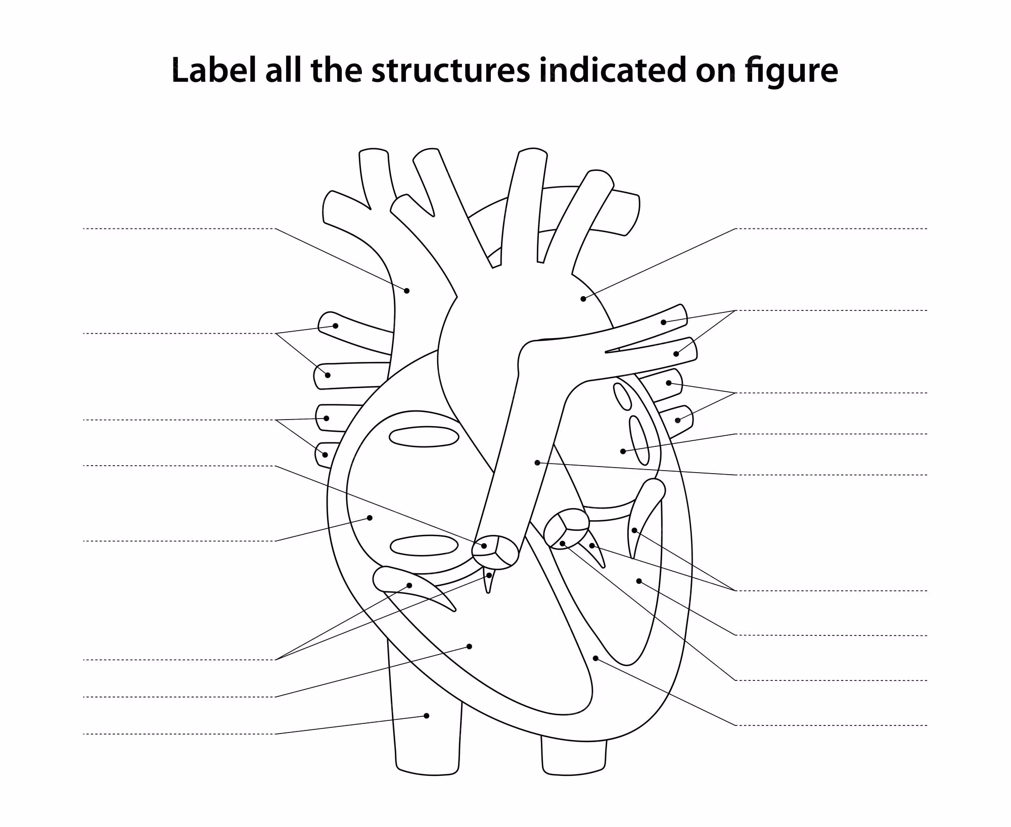Heart Anatomy Worksheet Image 3 - Understanding Heart Structure and Function Fifth grade students learning heart anatomy and fractions with a labeled diagram of the human heart