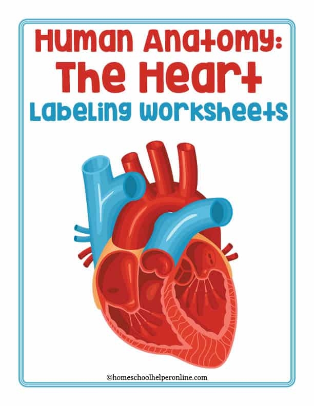Heart Anatomy Worksheet 13: Understanding Heart Structure and Function for Elementary Students Fifth grade students learning about heart anatomy and fractions with a labeled diagram of the human heart and its chambers