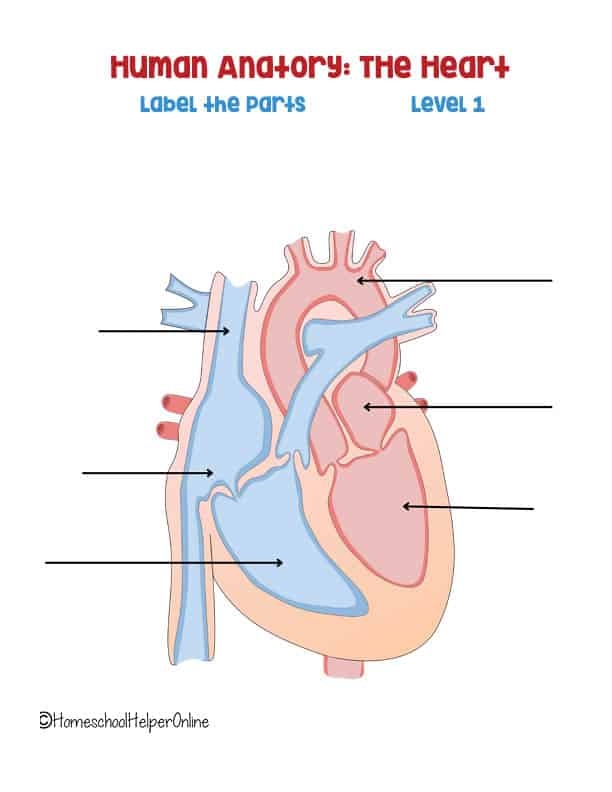Heart Anatomy Worksheet 10: Understanding Heart Structure and Function for Elementary Students Fifth grade students learning about heart anatomy and fractions with labeled diagram of heart parts and chambers