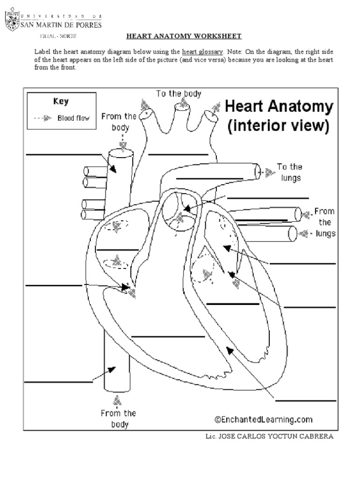 Heart Anatomy Worksheet 16: Understanding the Heart's Parts and Function for Elementary Students Fifth grade students learning about heart anatomy and fractions with labeled diagram showing internal heart structures and chambers