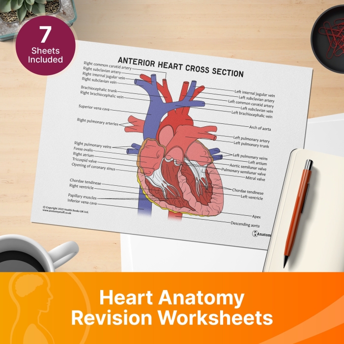 Heart Anatomy Worksheet 11 - Understanding Cardiac Structure and Function Fifth grade students learning about heart anatomy and circulatory system with labeled diagram and fraction activities