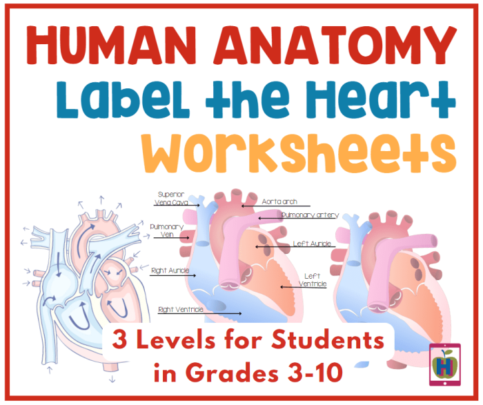 Heart Anatomy Worksheet: Understanding Cardiac Structure and Function for Elementary Learners Fifth grade students learning about heart anatomy and fractions through an interactive worksheet diagram