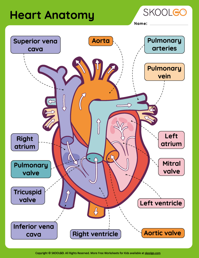 Heart Anatomy Fractions Practice Sheet for Elementary Learners Fifth grade students learning about heart anatomy and fractions with labeled diagram worksheet 14