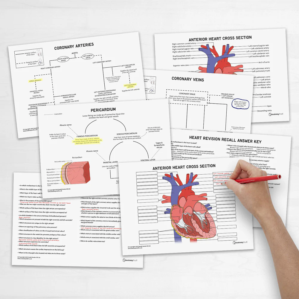 Heart Anatomy Worksheet Number Seventeen for Fifth Grade Students Fifth grade heart anatomy worksheet featuring diagrams of the human heart for fractions practice