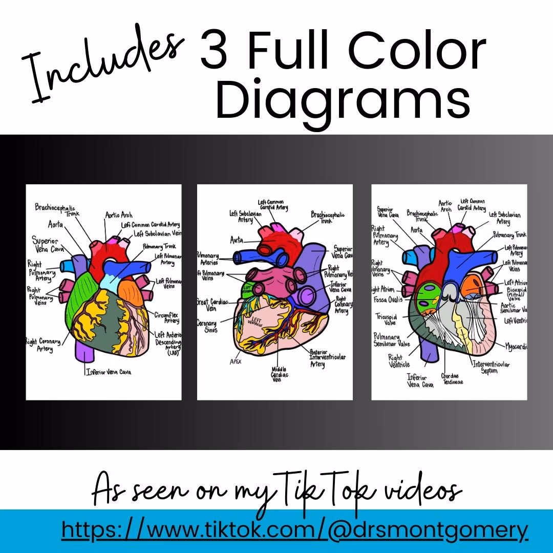 Heart Anatomy Worksheet 12: Understanding Cardiac Structure Through Fractions Fifth grade students learning heart anatomy and fractions with labeled diagram showing heart chambers and blood vessels