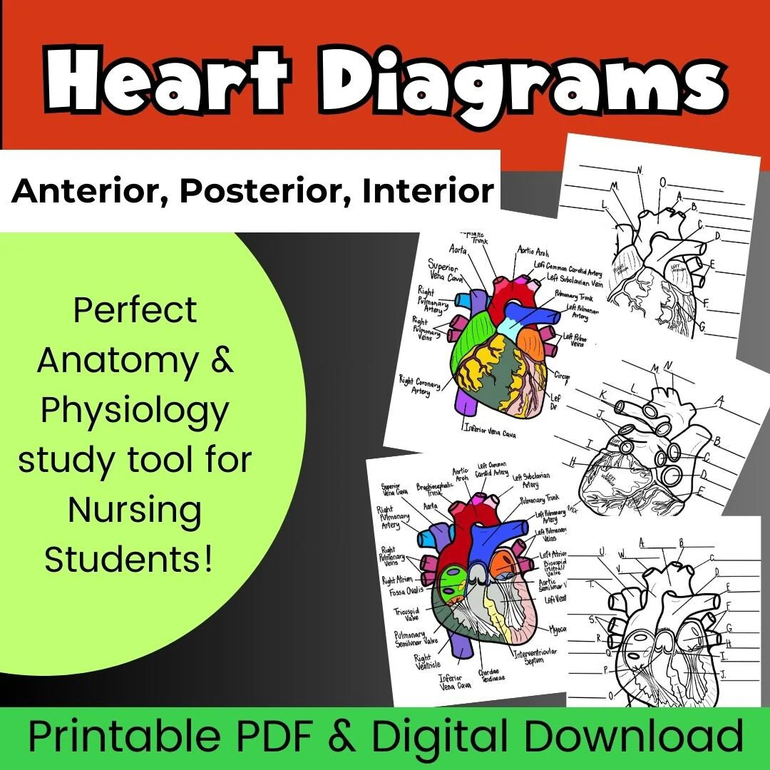 Heart Anatomy Worksheet 7: Understanding the Heart's Structure and Function for Elementary Learners Fifth grade students learning about heart anatomy and fractions with a labeled diagram showing the heart's chambers and major blood vessels