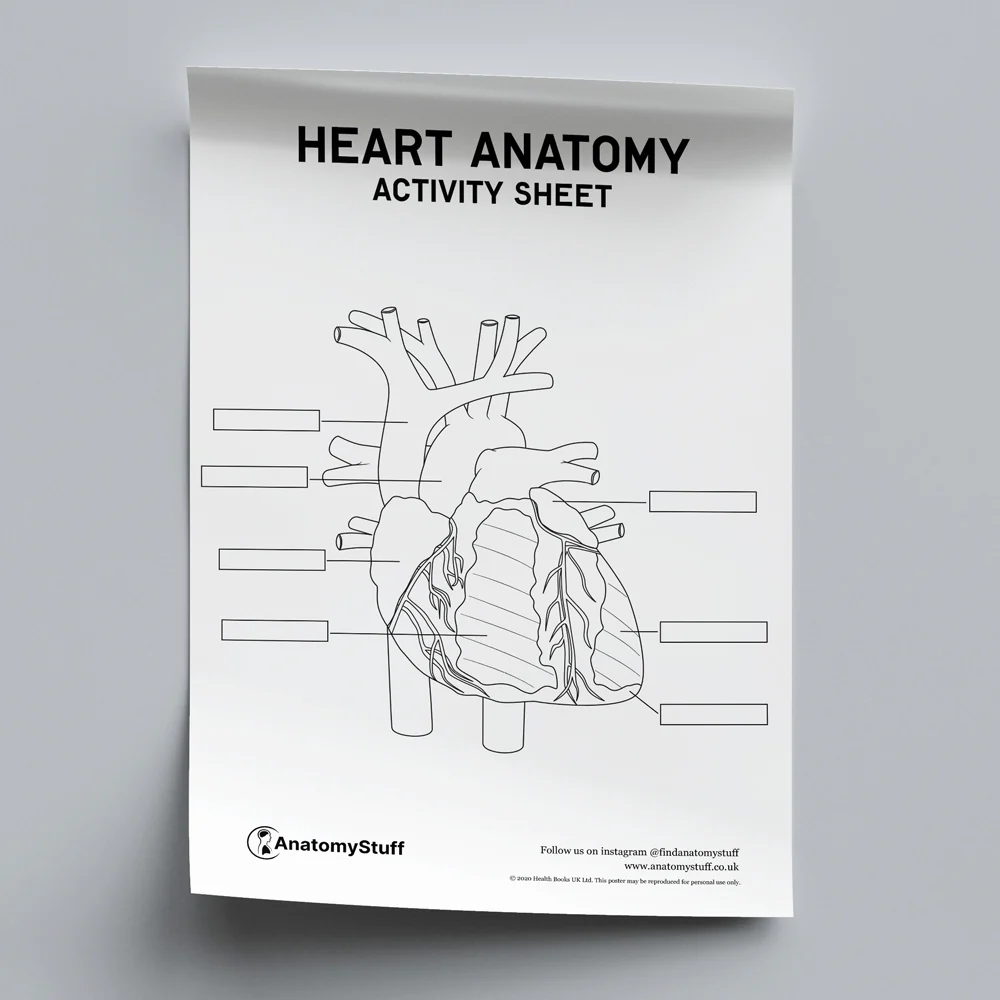 Heart Anatomy Learning Sheet 21 for Elementary Math and Science Education Fifth grade heart anatomy worksheet showing internal chambers and blood vessel pathways for learning fraction concepts