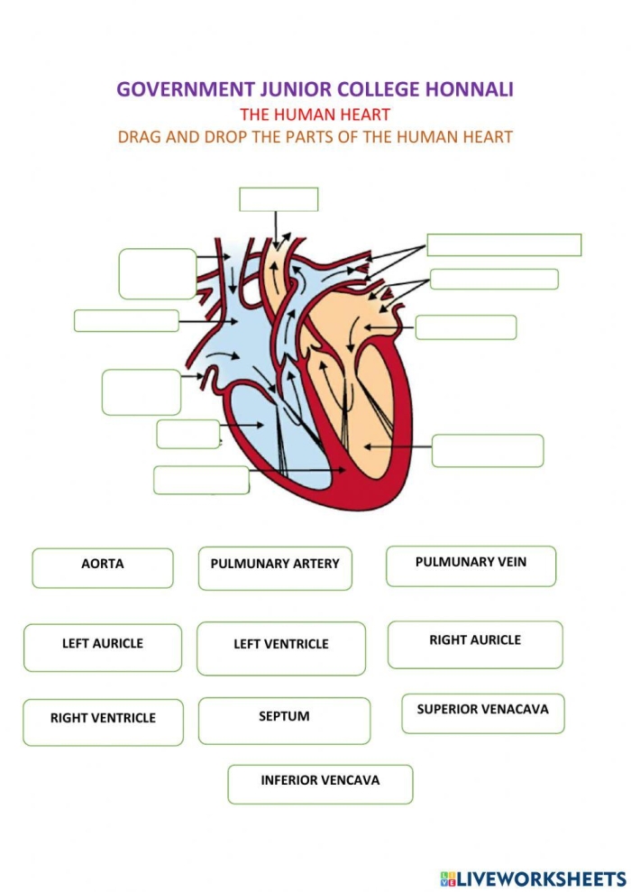 Heart Anatomy Worksheet Number Twenty for Fifth Grade Science Students Fifth grade heart anatomy worksheet featuring labeled diagrams of the cardiovascular system
