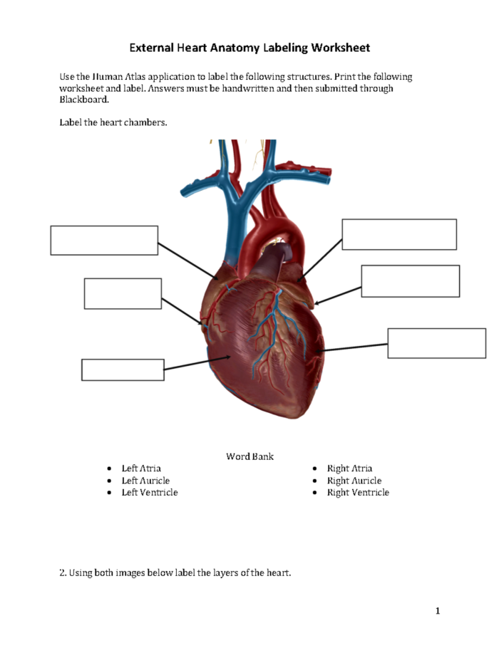 Heart Anatomy Worksheet Number 15 Learning Diagram Fifth grade heart anatomy worksheet showing internal cardiovascular structures for fraction math practice