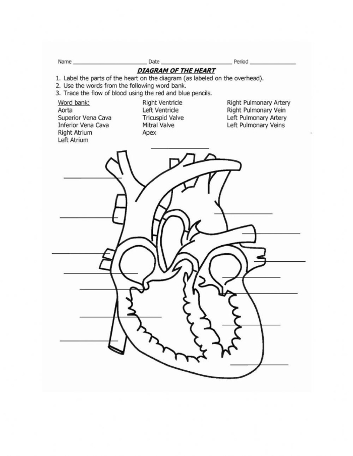 Heart Anatomy Learning Sheet 25 for Elementary Math and Science Education Fifth grade heart anatomy worksheet showing internal heart structure and blood flow pathways for learning fractions concepts