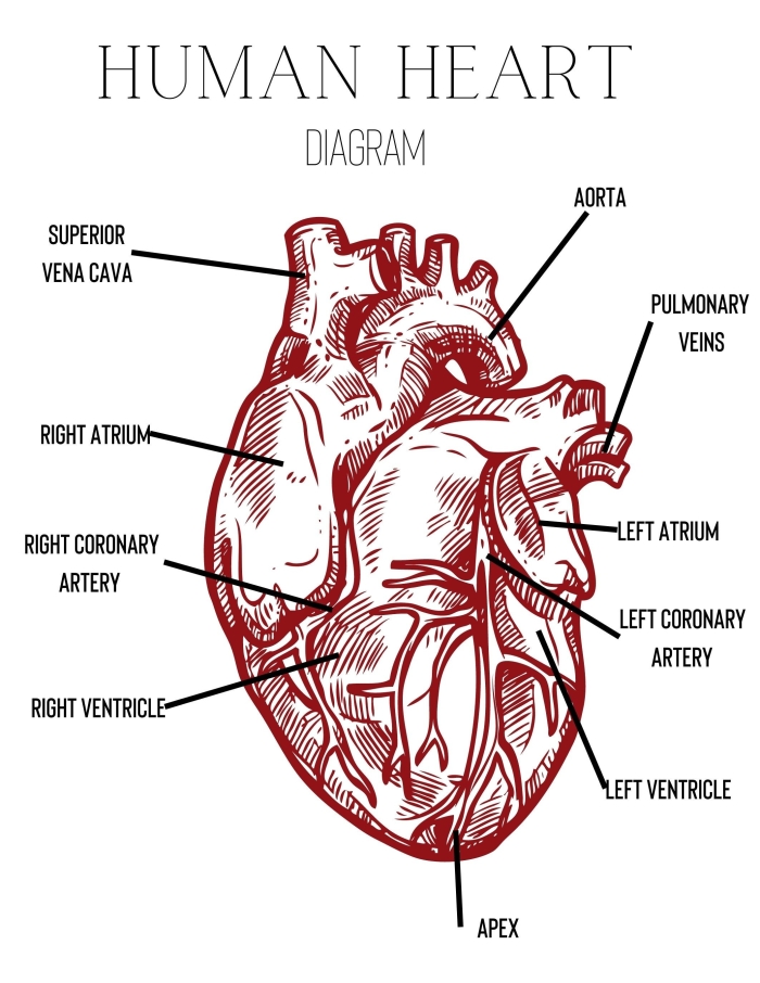 Heart Anatomy Worksheet Number 23 for Fifth Grade Students Fifth grade anatomy worksheet for studying heart functions