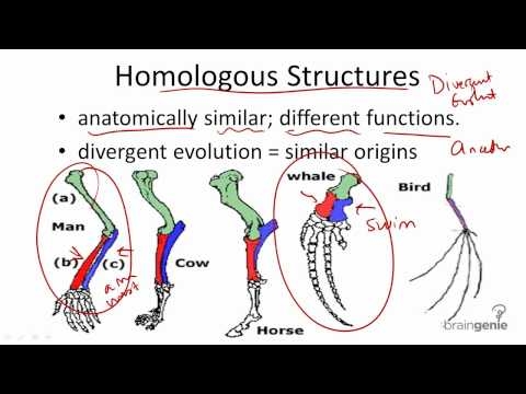 Diagram comparing bone structures of human arm, whale flipper, and bat wing showing similar skeletal patterns for analogous and homologous structures worksheet