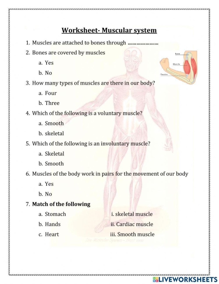 Illustration of the human muscle system for a fourth-grade worksheet