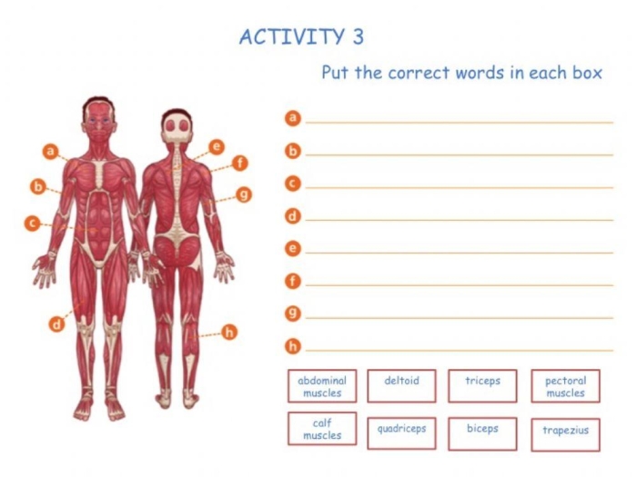 Illustration of the human muscle system for the How Muscles Work worksheet