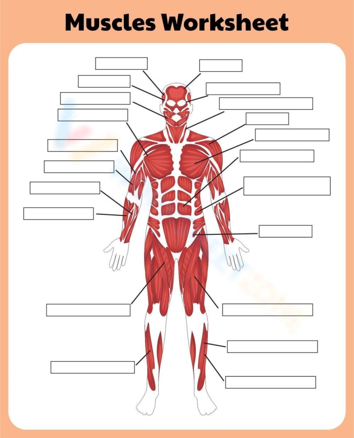 Illustration of the human muscle system designed for a fourth-grade worksheet on muscle function