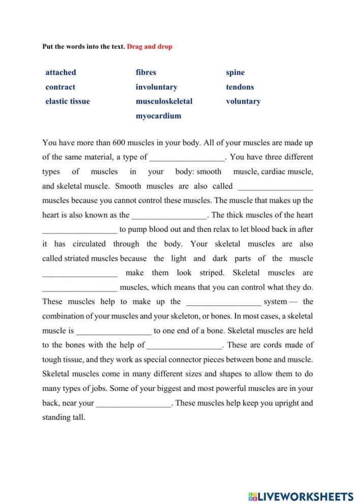 Illustration of the human muscle system for fourth graders to enhance handwriting skills