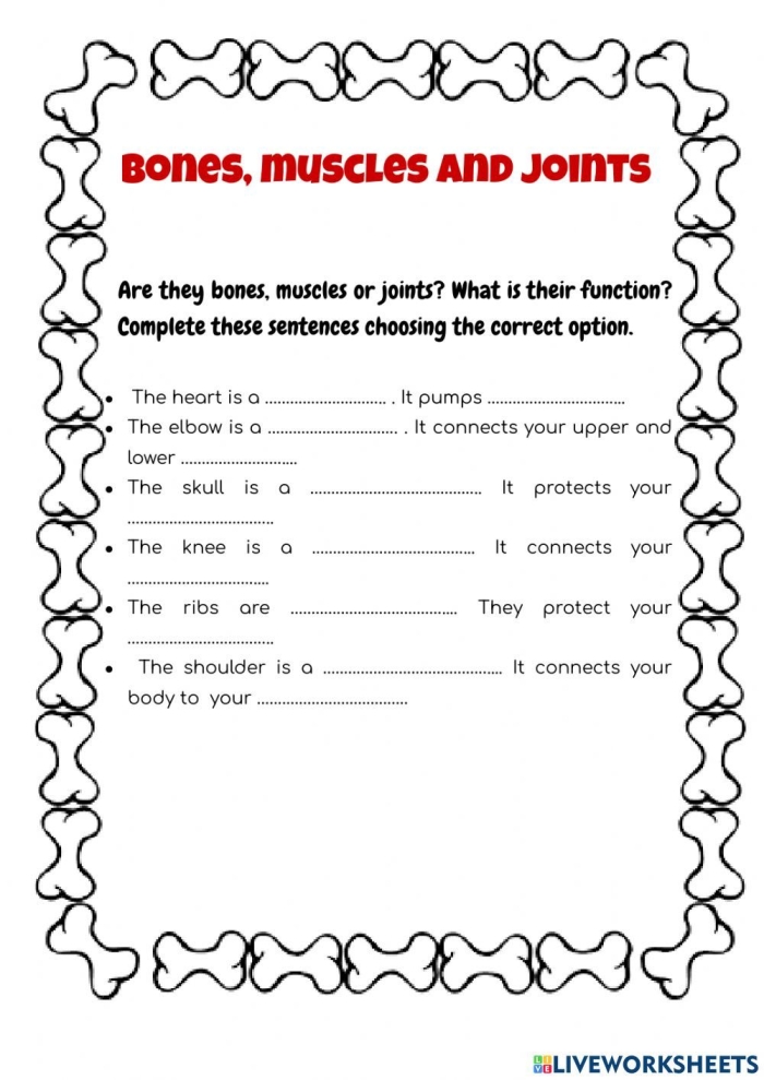 Illustration of the human muscle system for the How Muscles Work worksheet