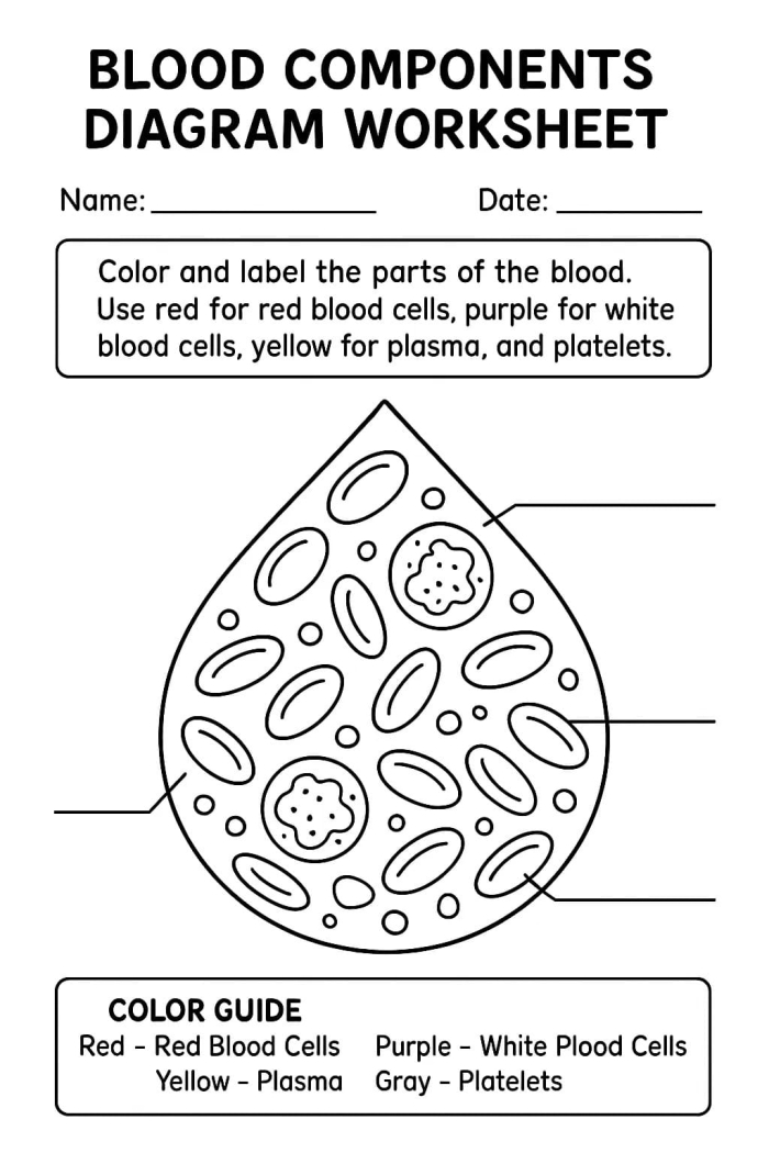 Fourth grade science worksheet exploring the different components of human blood