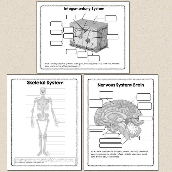 Fifth Grade Human Body Organ Diagram Worksheet 21 Human Body Diagram showing major organs and anatomical structures for fifth grade anatomy study