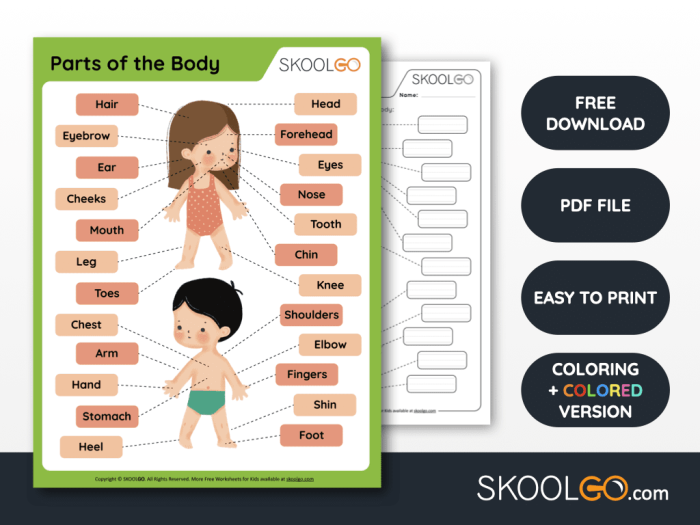 Human Anatomy Organ Addition Worksheet for Fifth Grade Students 2 Fifth grade addition worksheet featuring a diagram of major human body organs for math practice