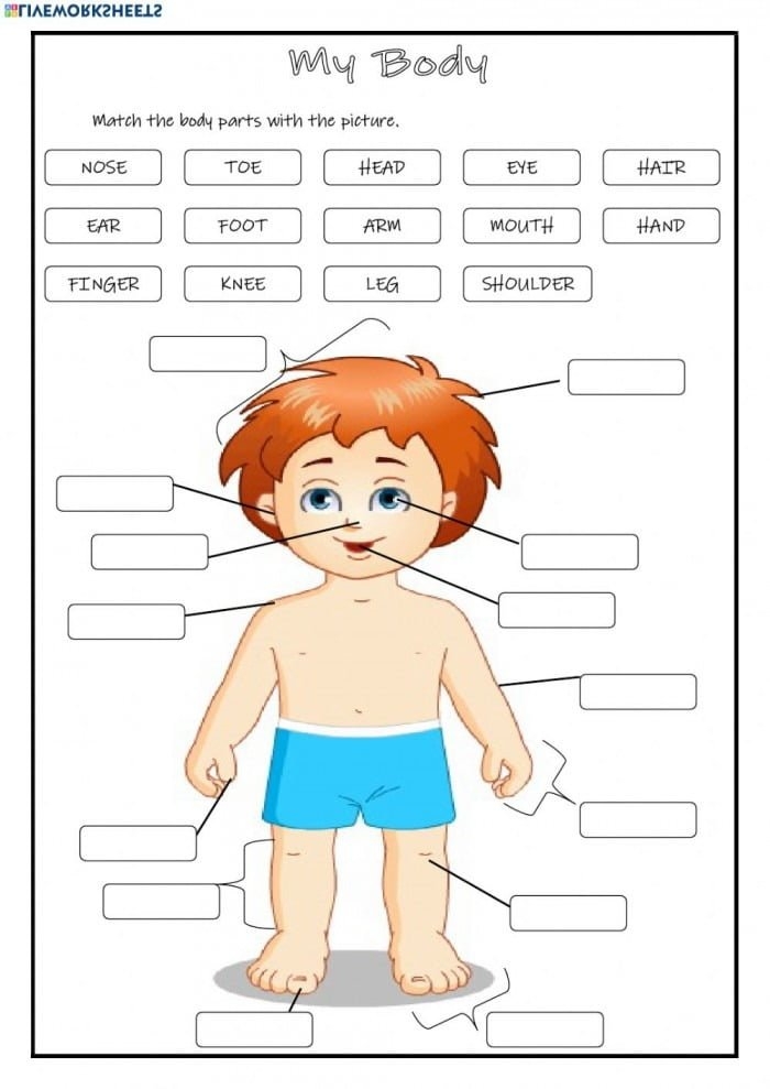 Cute worksheet for first graders to identify and spell parts of the human body