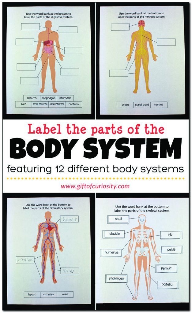 First grade worksheet featuring a human body outline for labeling parts and improving spelling skills
