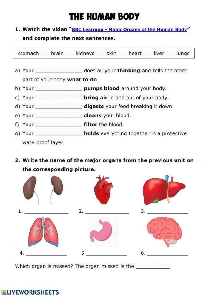Human Body Diagram Worksheet for Fifth Grade Addition Practice 23 Fifth grade addition worksheet featuring a labeled diagram of human body organs