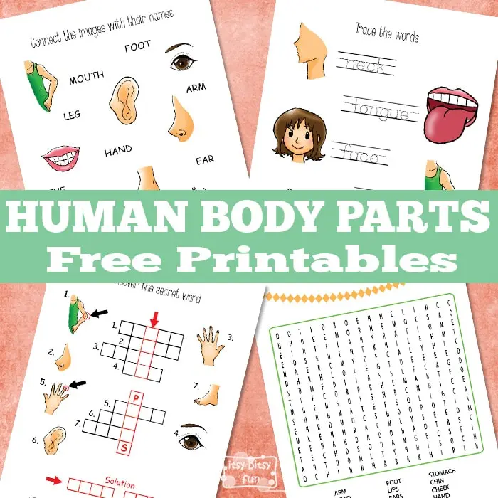 Parts of the Human Body worksheet designed for first graders to enhance spelling and life science knowledge