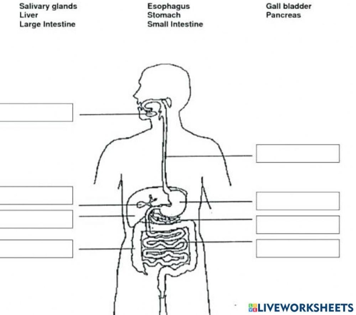 Human Digestive System Information Page with Anatomy Diagram for Elementary Students Diagram showing the human digestive system with labeled organs and the path food takes through the body for fourth grade science