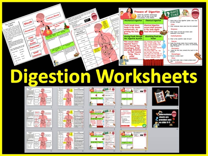 Educational diagram of the human digestive system for fourth grade science learners 23 Fourth grade human digestion worksheet with a detailed anatomical diagram for biology students