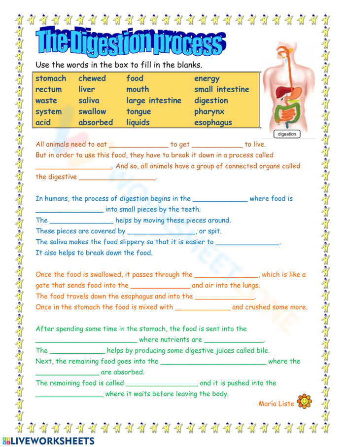 Human Digestion System Worksheet for Elementary Learners Diagram showing the human digestive system with labeled parts for fourth grade students learning about digestion